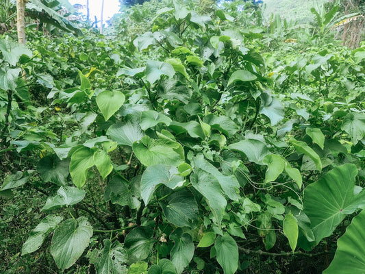 Puariki Limited Edition