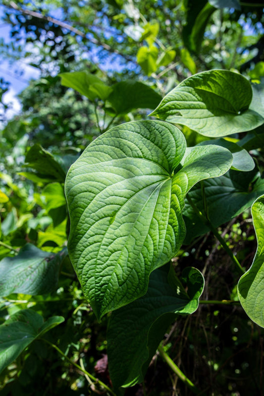 Silesse Limited Edition