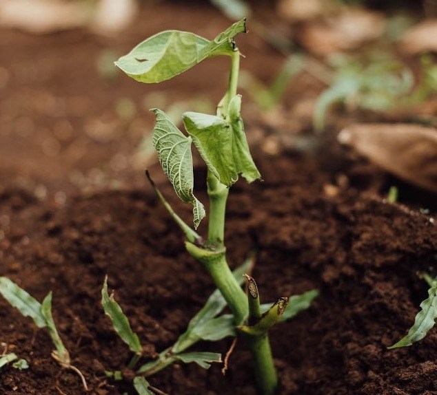 Kak Raste Kava Kava Growing Facts – Root & Pestle