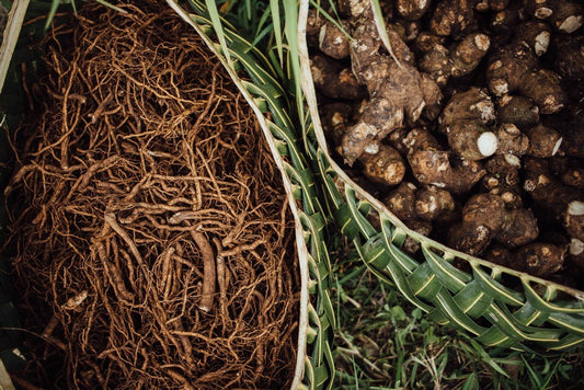 What is Kava or Piper Methysticum?