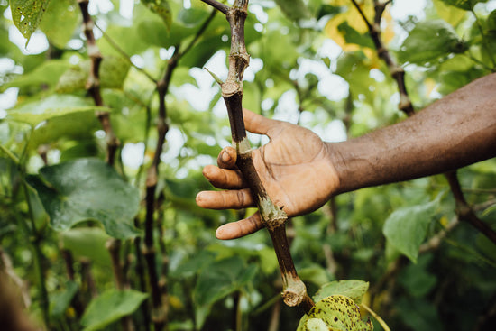 The Story Behind Our Single Cultivar Kava – Root & Pestle