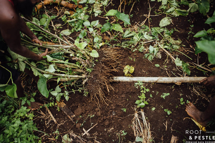 A kava plant lifted out of the soil, roots and leaves intact, on a Vanuatu smallholding