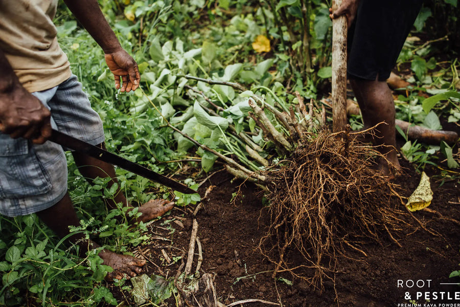 A grower cutting the root ball away from a kava plant in the field with a bush knife