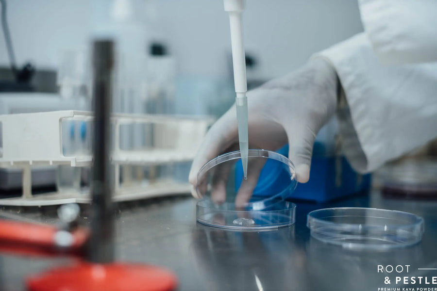 A technician pipetting a kava sample into a petri dish in the onsite laboratory
