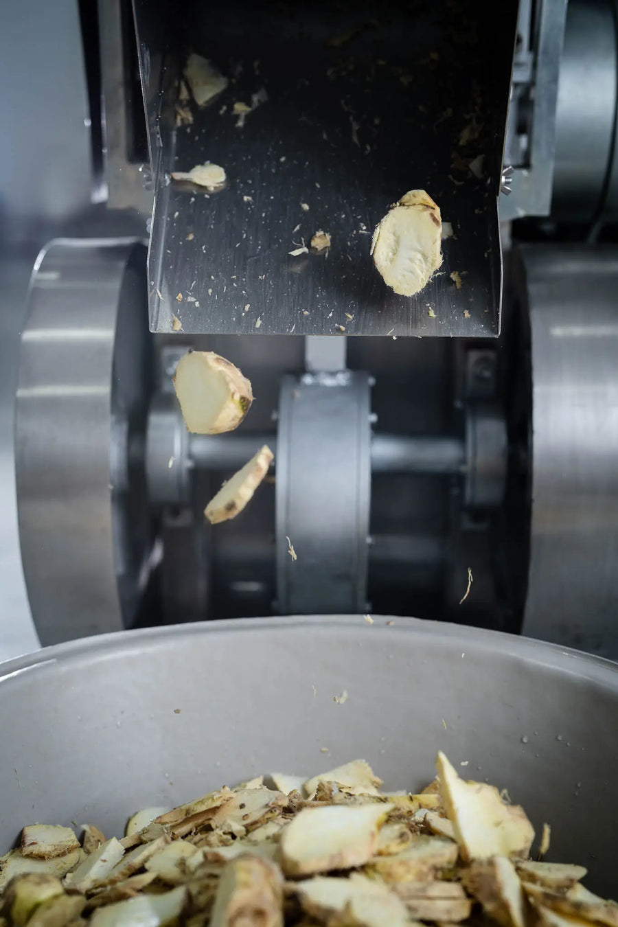 Slices of kava root coming off the blades of a cutting machine
