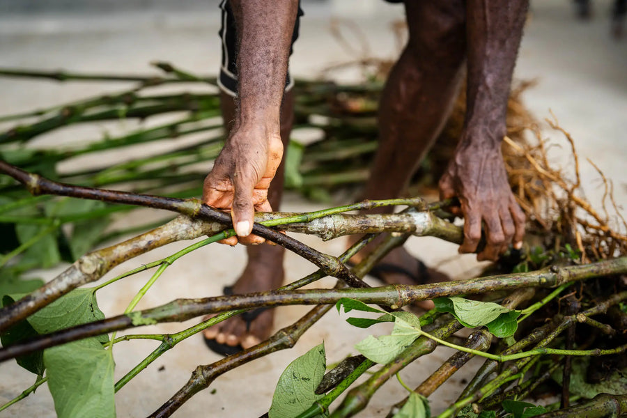 Green kava stalks with leaves still attached being handled at the facility