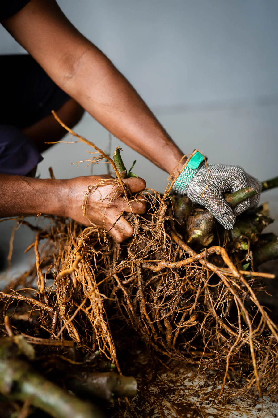 A worker in a chainmail glove pulling apart a kava root ball to separate laterals from the stump