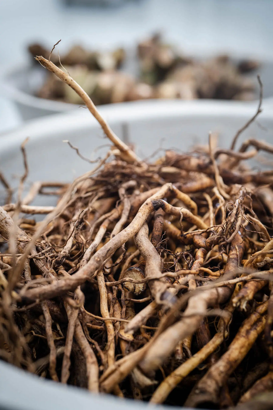 A pile of cleaned lateral kava roots after sorting