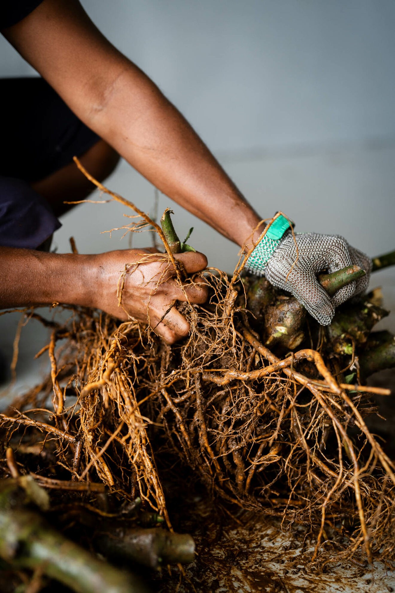 Kava Production: The Processing Steps (and Why Each One Matters) - Kava ...